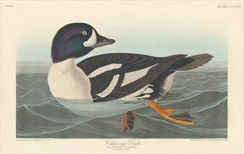 Golden-eye Duck, 1838.