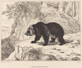 Mississippi Bear, 1836.