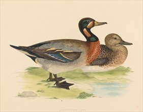 Bimaculated Duck, 1855.