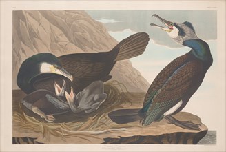 Common Cormorant, 1835.