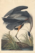 Great blue Heron, 1834.