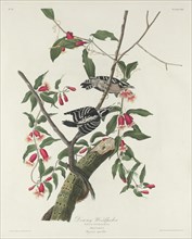 Downy Woodpecker, 1831.