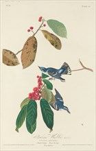 Cerulean Warbler, 1828.