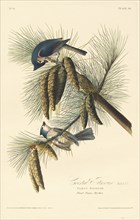 Crested Titmouse, 1828.