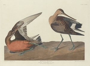 Hudsonian Godwit, 1835.