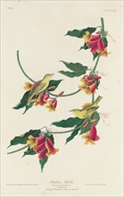 Rathbone Warbler, 1829.