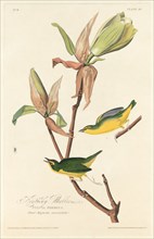 Kentucky Warbler, 1828.