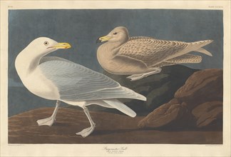 Burgomaster Gull, 1837.