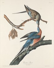 Passenger Pigeon, 1829.