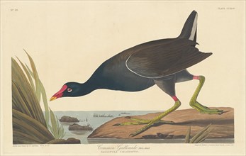 Common Gallinule, 1835.