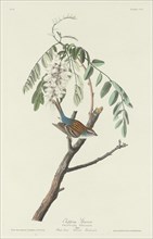 Chipping Sparrow, 1831.