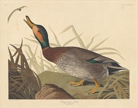 Bemaculated Duck, 1836.