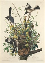 The Mocking Bird, 1827.