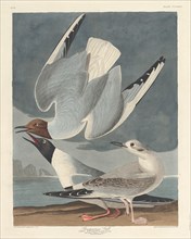 Bonapartian Gull, 1836.