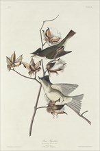 Pewit Flycatcher, 1831.