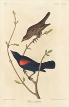 Prairie Starling, 1838.