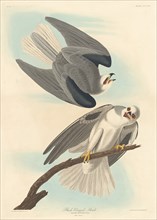Black-winged Hawk, 1837.