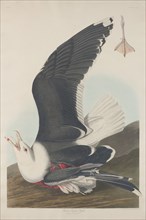 Black-Backed Gull, 1835.