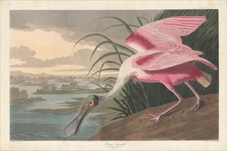 Roseate Spoonbill, 1836.