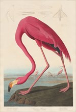 American Flamingo, 1838.