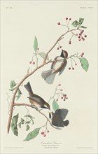 Canadian Titmouse, 1834.