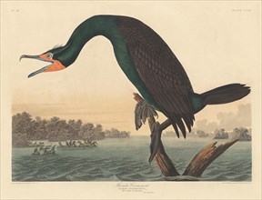 Florida Cormorant, 1835.