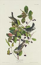 Black-Poll Warbler, 1832.