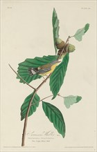 Swainson's Warbler, 1828.