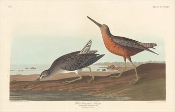Red-breasted Snipe, 1836.