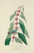 Blue-green Warbler, 1828.