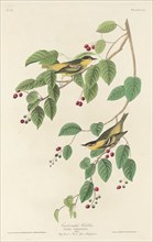 Carbonated Warbler, 1829.