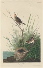 Sharp-Tailed Finch, 1832.