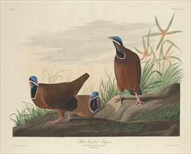 Blue-headed Pigeon, 1833.
