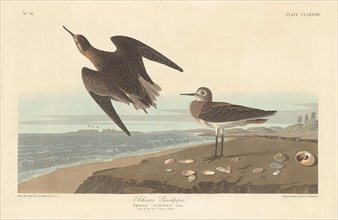 Schinz's Sandpiper, 1835.