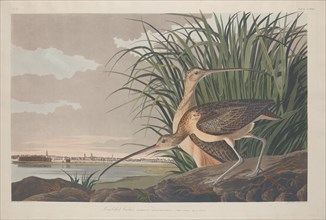 Long-billed Curlew, 1834.