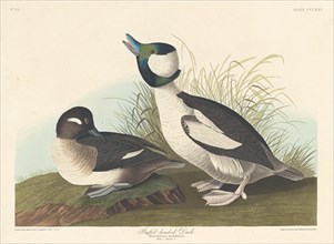 Buffel-headed Duck, 1836.