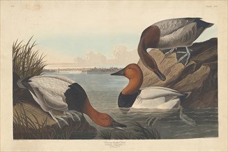 Canvas-backed Duck, 1836.