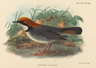 Bird (Larvivora Ruficeps).