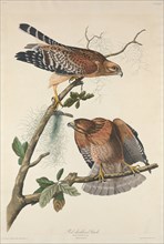 Red-shouldered Hawk, 1829.