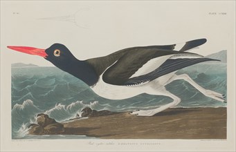 Pied Oyster-Catcher, 1834.
