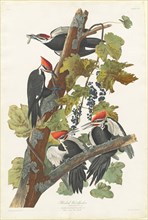 Pileated Woodpecker, 1831.