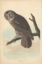 Great Cinereous Owl, 1837.