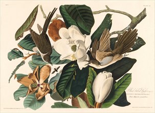 Black-billed Cuckoo, 1828.