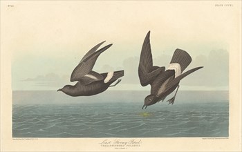Least Stormy Petrel, 1836.