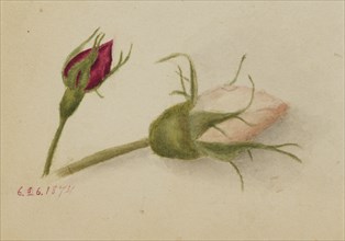 Untitled (Rosebuds), 1874.