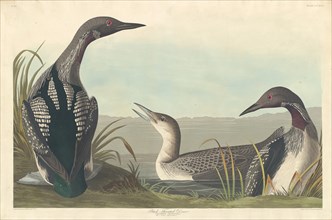 Black-throated Diver, 1836.