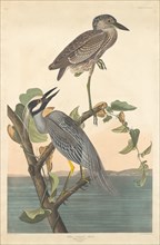 Yellow-crowned Heron, 1836.