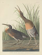 Salt Water Marsh Hen, 1834.