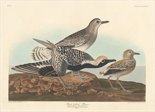 Black-bellied Plover, 1836.