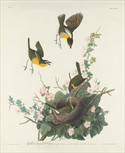 Yellow-breasted Chat, 1832.